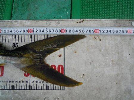 海宝丸 島根 釣果