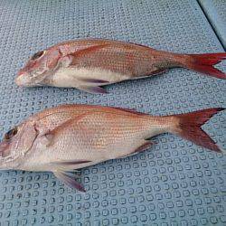 第二常豊丸 釣果