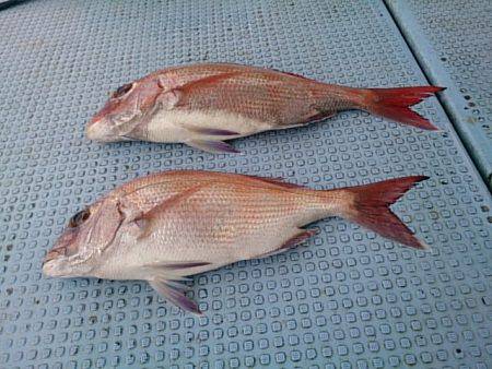 第二常豊丸 釣果