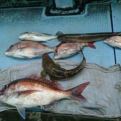 第二常豊丸 釣果