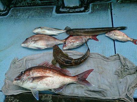 第二常豊丸 釣果