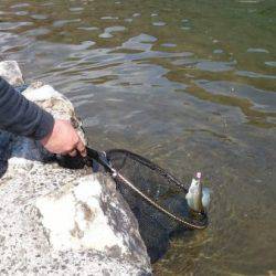 フィッシングエリア帝釈 釣果