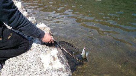 フィッシングエリア帝釈 釣果