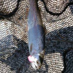 フィッシングエリア帝釈 釣果