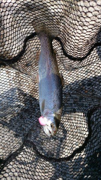 フィッシングエリア帝釈 釣果