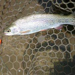 フィッシングエリア帝釈 釣果