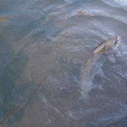 フィッシングエリア帝釈 釣果