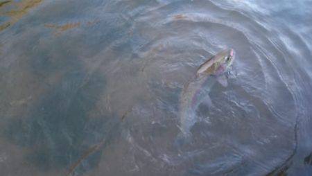 フィッシングエリア帝釈 釣果