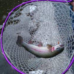 フィッシングエリア帝釈 釣果