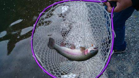 フィッシングエリア帝釈 釣果