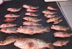 武士(SAMURAI) 釣果