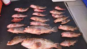 武士(SAMURAI) 釣果