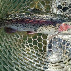 フィッシングエリア帝釈 釣果