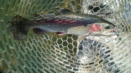 フィッシングエリア帝釈 釣果