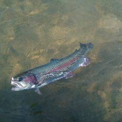 フィッシングエリア帝釈 釣果