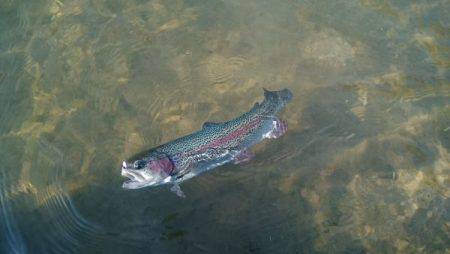 フィッシングエリア帝釈 釣果