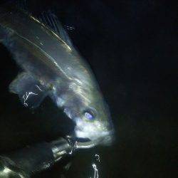 兵庫県円山川河口!!やっと出会えましたぁ〜