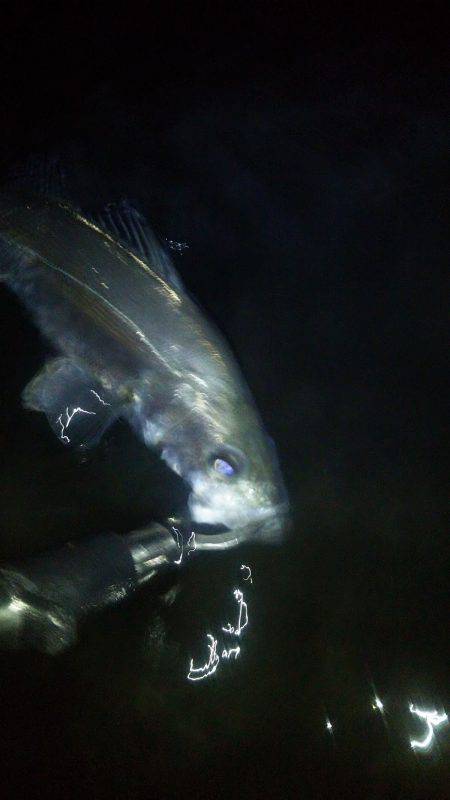 兵庫県円山川河口!!やっと出会えましたぁ〜