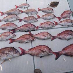 フィッシングボートACE(エース) 釣果