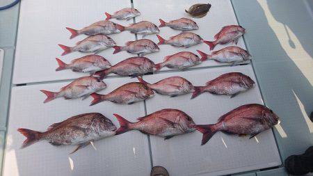 フィッシングボートACE(エース) 釣果