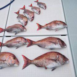 フィッシングボートACE(エース) 釣果