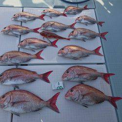 フィッシングボートACE（エース） 釣果