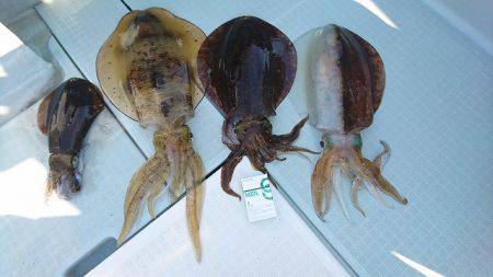 フィッシングボートACE（エース） 釣果