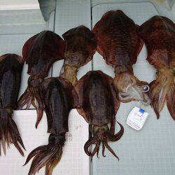 フィッシングボートACE(エース) 釣果