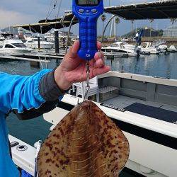 フィッシングボートACE(エース) 釣果