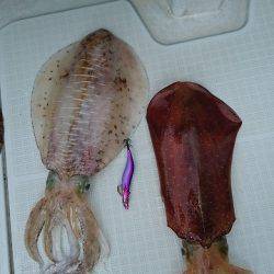 フィッシングボートACE(エース) 釣果