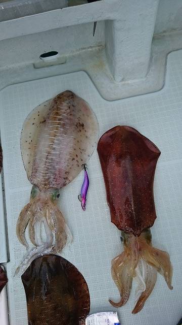 フィッシングボートACE(エース) 釣果