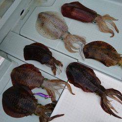 フィッシングボートACE(エース) 釣果