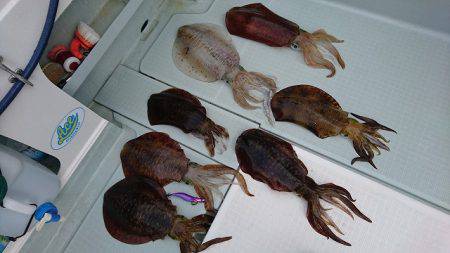 フィッシングボートACE(エース) 釣果