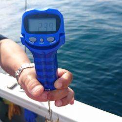 フィッシングボートACE(エース) 釣果