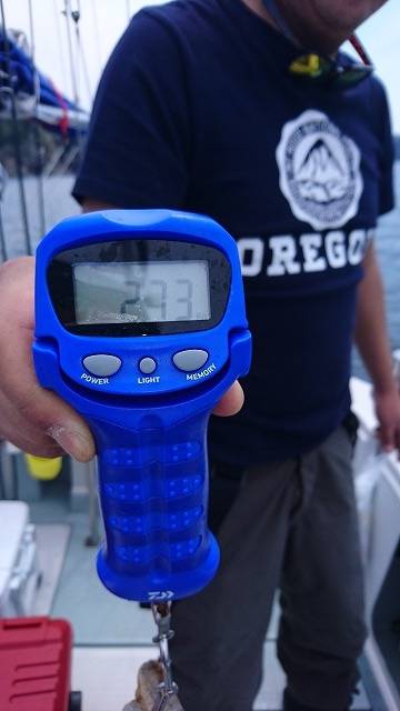 フィッシングボートACE(エース) 釣果