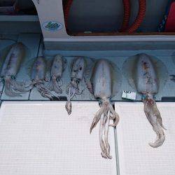 フィッシングボートACE(エース) 釣果