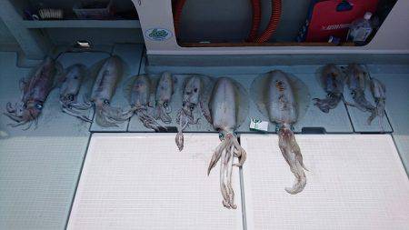 フィッシングボートACE(エース) 釣果