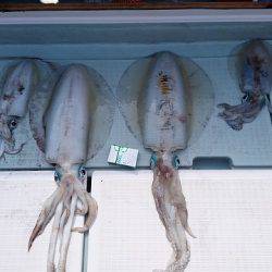 フィッシングボートACE(エース) 釣果