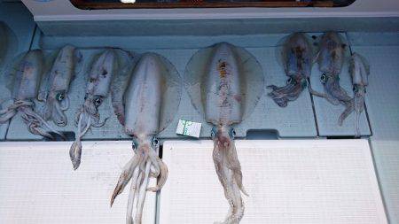 フィッシングボートACE(エース) 釣果