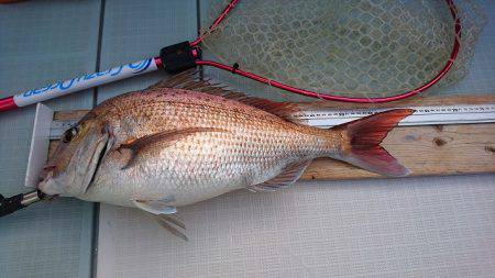 フィッシングボートACE(エース) 釣果