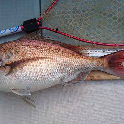 フィッシングボートACE(エース) 釣果