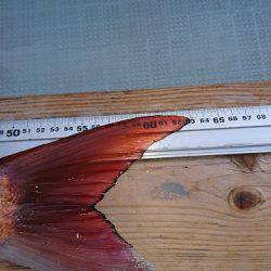 フィッシングボートACE(エース) 釣果