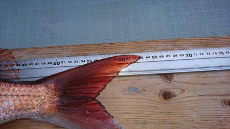 フィッシングボートACE(エース) 釣果