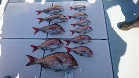 フィッシングボートACE(エース) 釣果