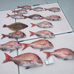 フィッシングボートACE（エース） 釣果