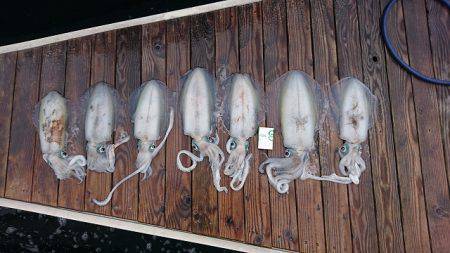 フィッシングボートACE（エース） 釣果