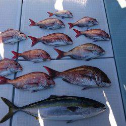 フィッシングボートACE（エース） 釣果