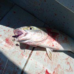 フィッシングボートACE（エース） 釣果