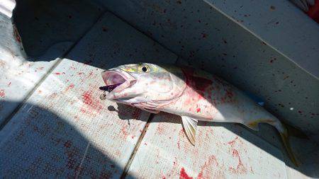 フィッシングボートACE（エース） 釣果