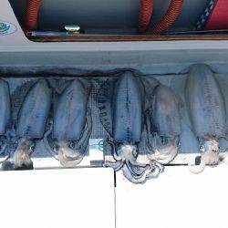 フィッシングボートACE（エース） 釣果